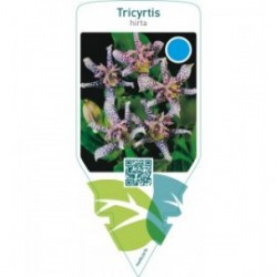 Tricyrtis hirta