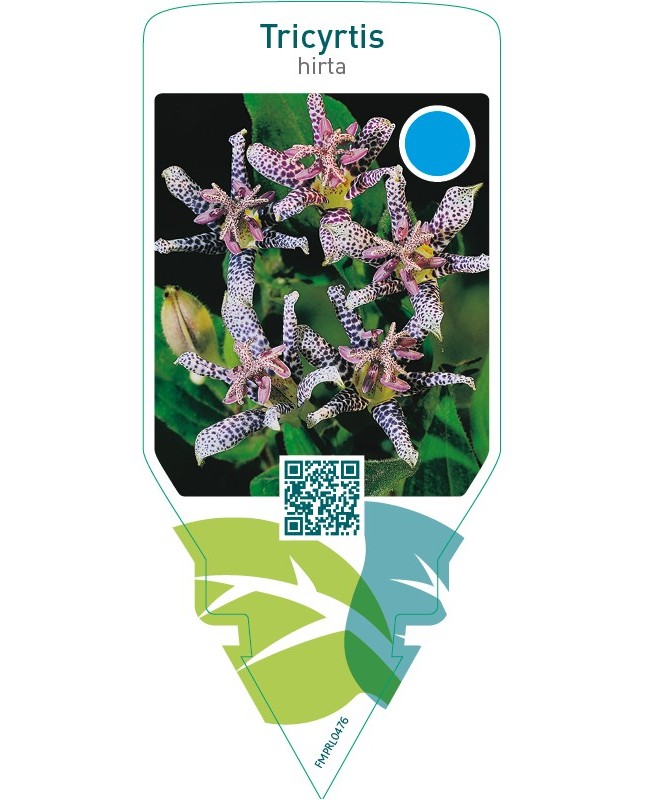 Tricyrtis hirta