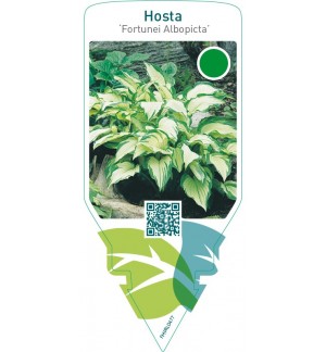 Hosta ‘Fortunei Albopicta’
