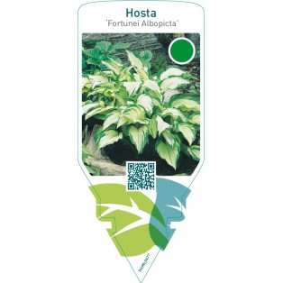 Hosta ‘Fortunei Albopicta’