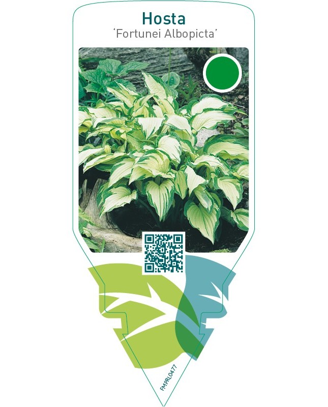 Hosta ‘Fortunei Albopicta’