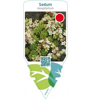 Sedum dasyphyllum