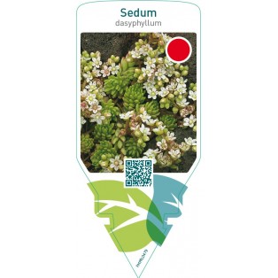 Sedum dasyphyllum