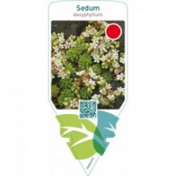 Sedum dasyphyllum