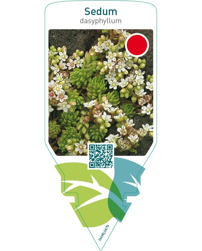 Sedum dasyphyllum