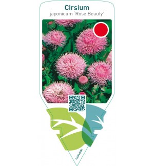 Cirsium japonicum ‘Rose Beauty’