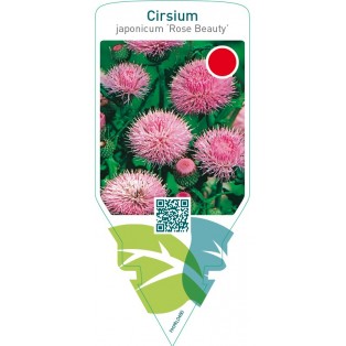 Cirsium japonicum ‘Rose Beauty’