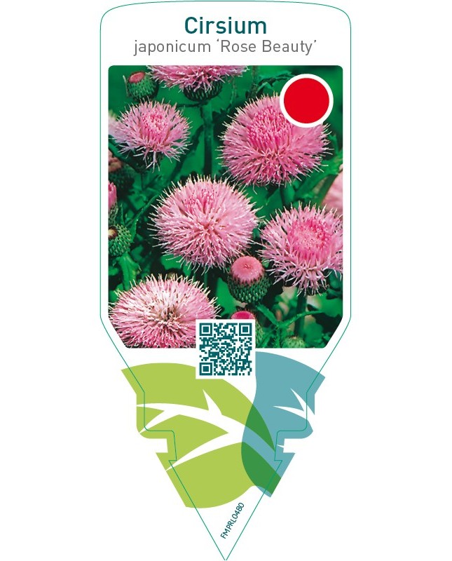 Cirsium japonicum ‘Rose Beauty’