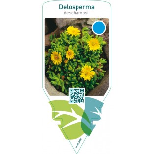 Delosperma deschampsii