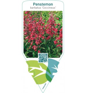 Penstemon barbatus ‘Coccineus’