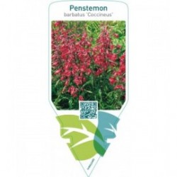 Penstemon barbatus ‘Coccineus’