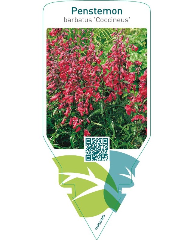 Penstemon barbatus ‘Coccineus’