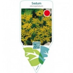 Sedum stenopetalum