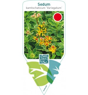 Sedum kamtschaticum ‘Variegatum’