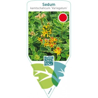 Sedum kamtschaticum ‘Variegatum’