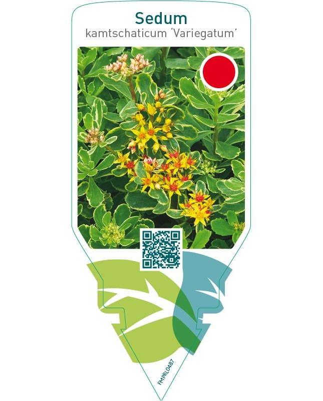 Sedum kamtschaticum ‘Variegatum’