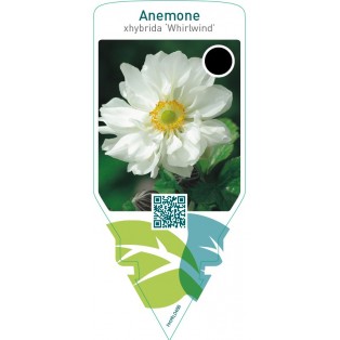 Anemone hybrida ‘Whirlwind’