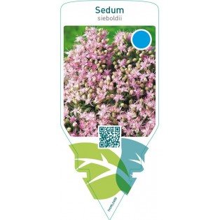 Sedum sieboldii
