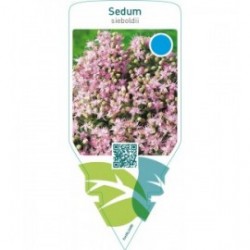 Sedum sieboldii