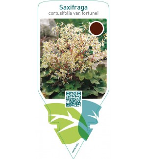 Saxifraga cortusifolia var. Fortunei