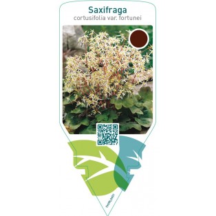 Saxifraga cortusifolia var. Fortunei