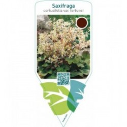 Saxifraga cortusifolia var. Fortunei