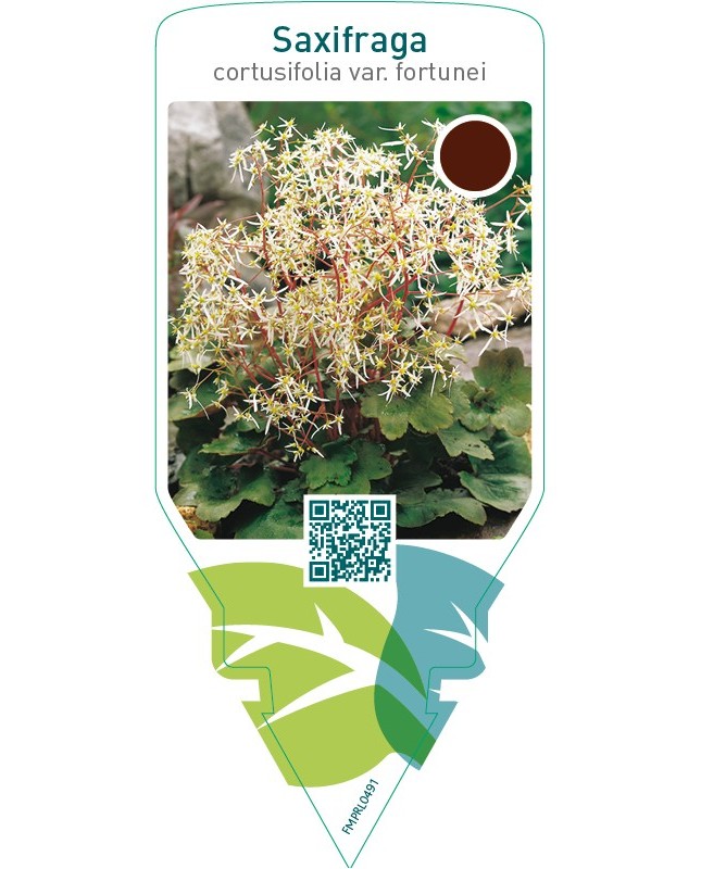 Saxifraga cortusifolia var. Fortunei