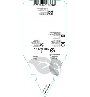 Etichette di Silene schafta *