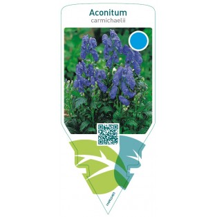 Aconitum carmichaelii