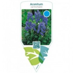 Aconitum carmichaelii