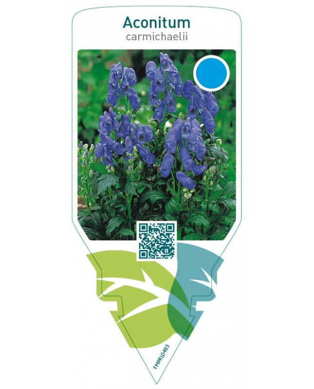 Aconitum carmichaelii