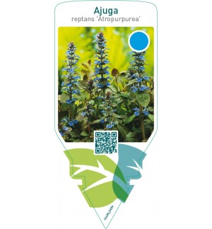 Ajuga reptans ‘Atropurpurea’