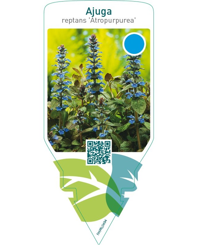 Ajuga reptans ‘Atropurpurea’