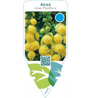 Alcea rosea ‘Pleniflora’  yellow