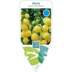 Alcea rosea ‘Pleniflora’  yellow