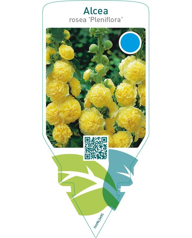 Alcea rosea ‘Pleniflora’  yellow