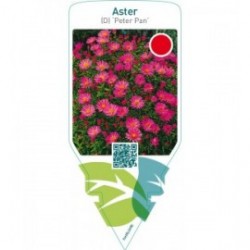 Aster (D) ‘Peter Pan’
