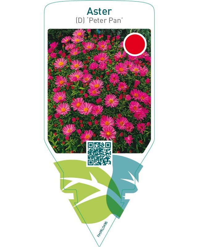 Aster (D) ‘Peter Pan’