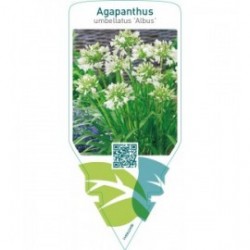 Agapanthus ‘Umbellatus Albus’