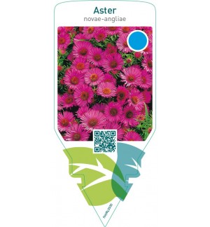 Aster novae-angliae  red