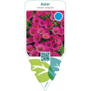 Aster novae-angliae  red
