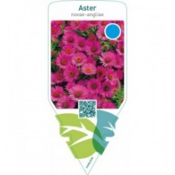 Aster novae-angliae  red