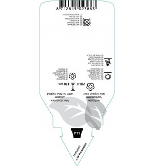 Etichette di Aster novae-angliae  red *