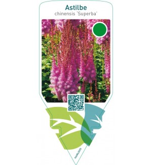 Astilbe chinensis ‘Superba’