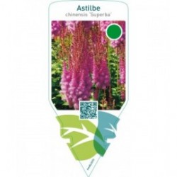 Astilbe chinensis ‘Superba’