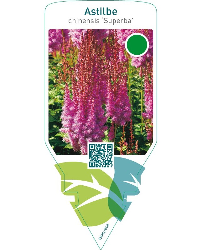 Astilbe chinensis ‘Superba’