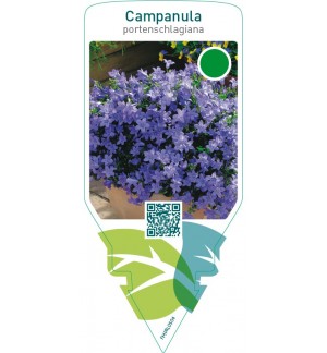 Campanula portenschlagiana