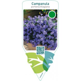 Campanula portenschlagiana