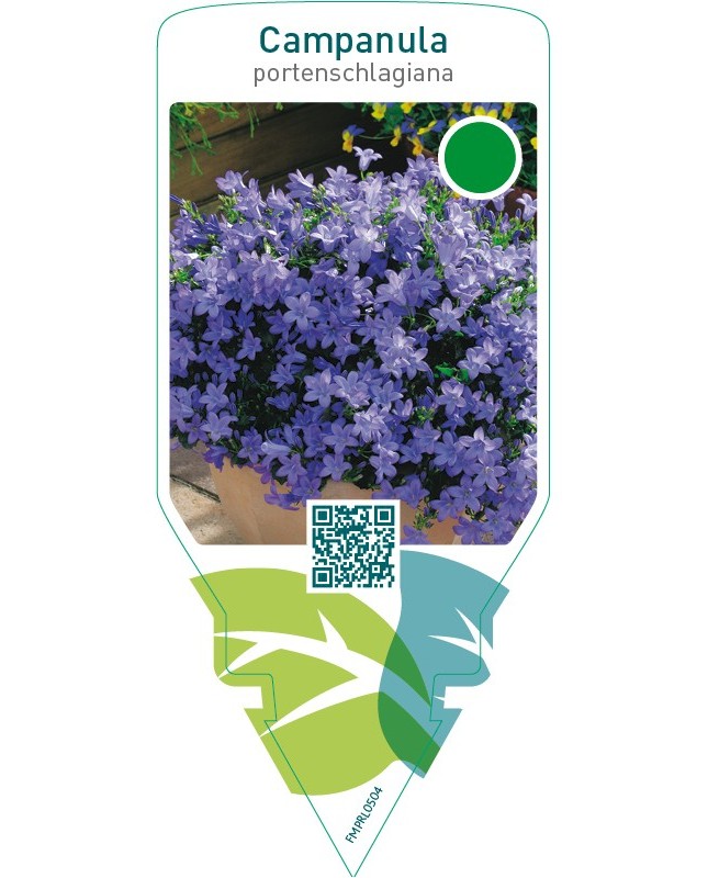 Campanula portenschlagiana