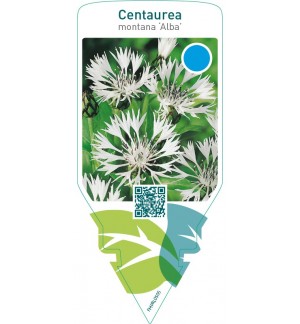 Centaurea montana ‘Alba’